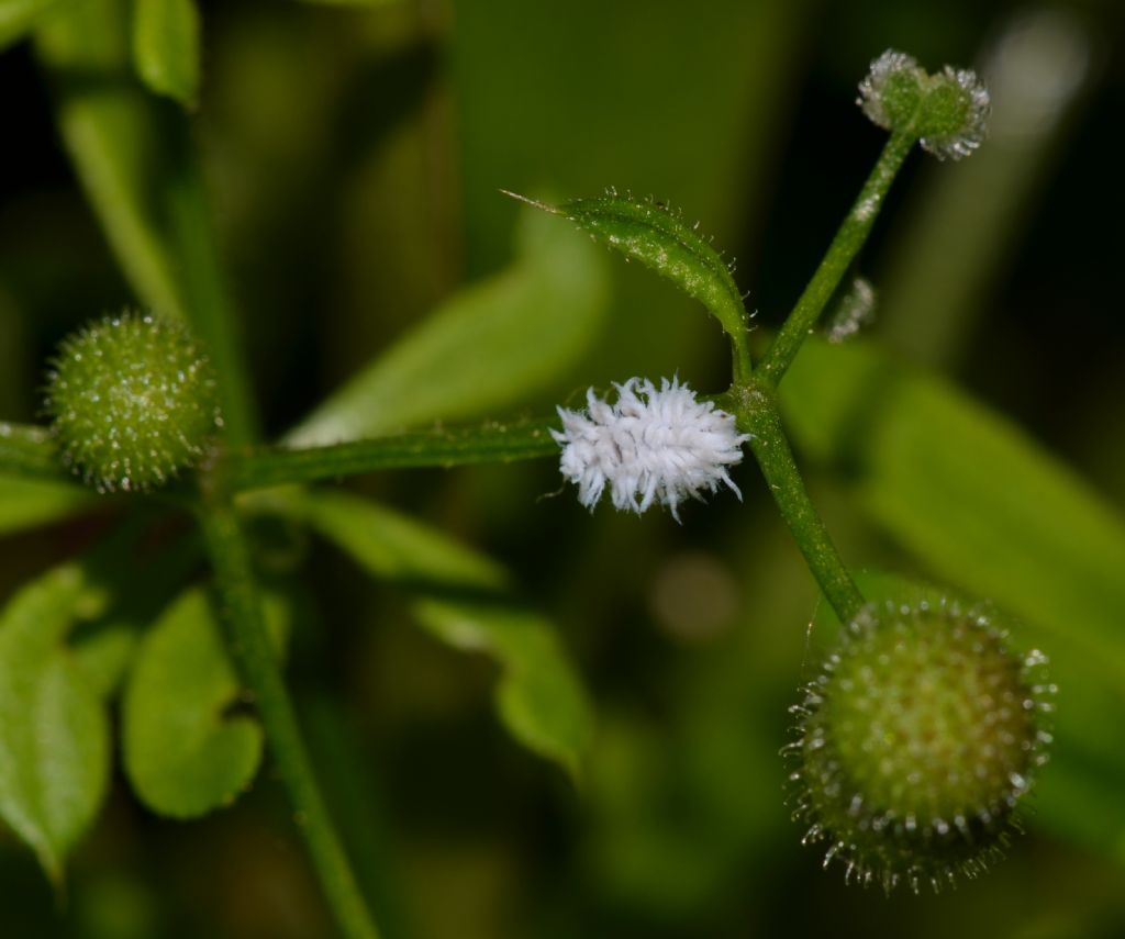 Cryptolaemus montrouzieri - larva